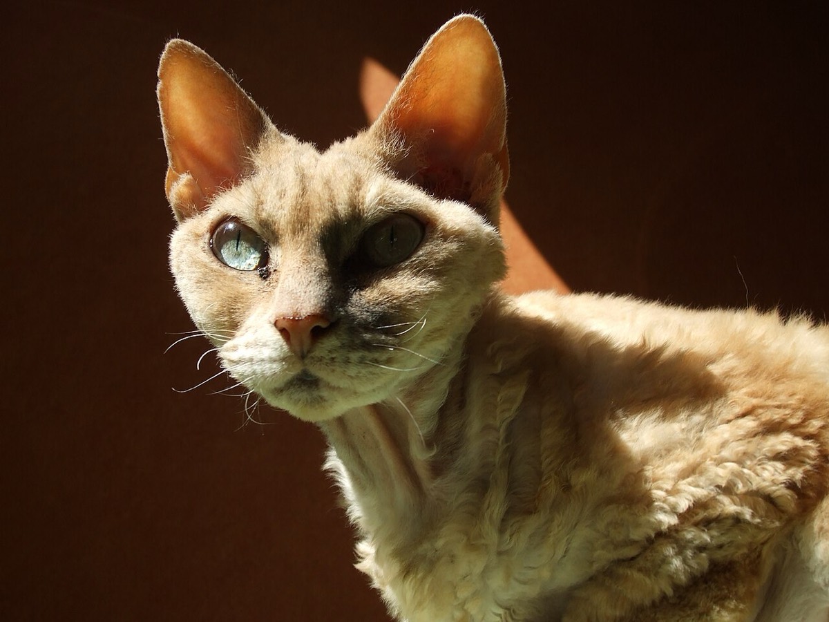데본 렉스 사진 3