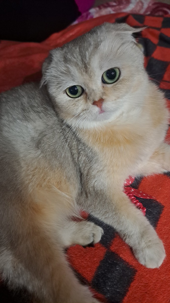 스코티시 폴드 사진 1