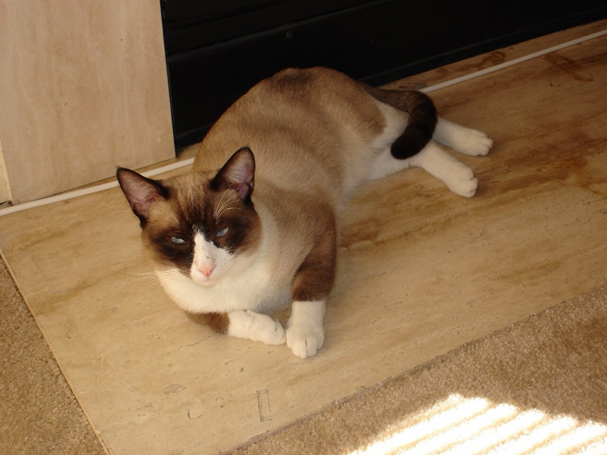 스노우슈 사진 4
