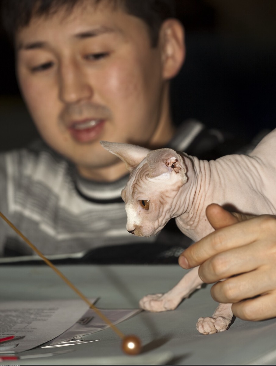 스핑크스 사진 4