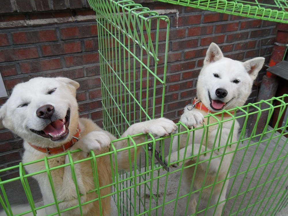 풍산개 사진 4